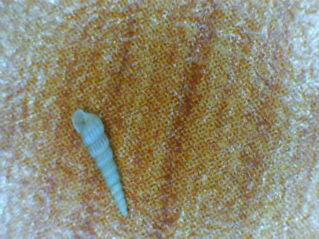 Turbonilla striatula